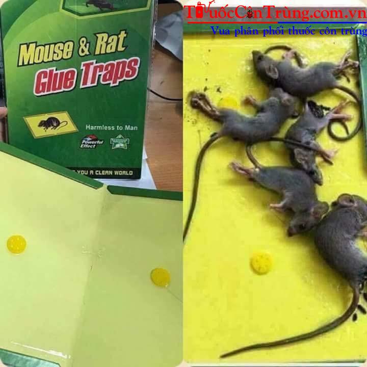 Pest Shop