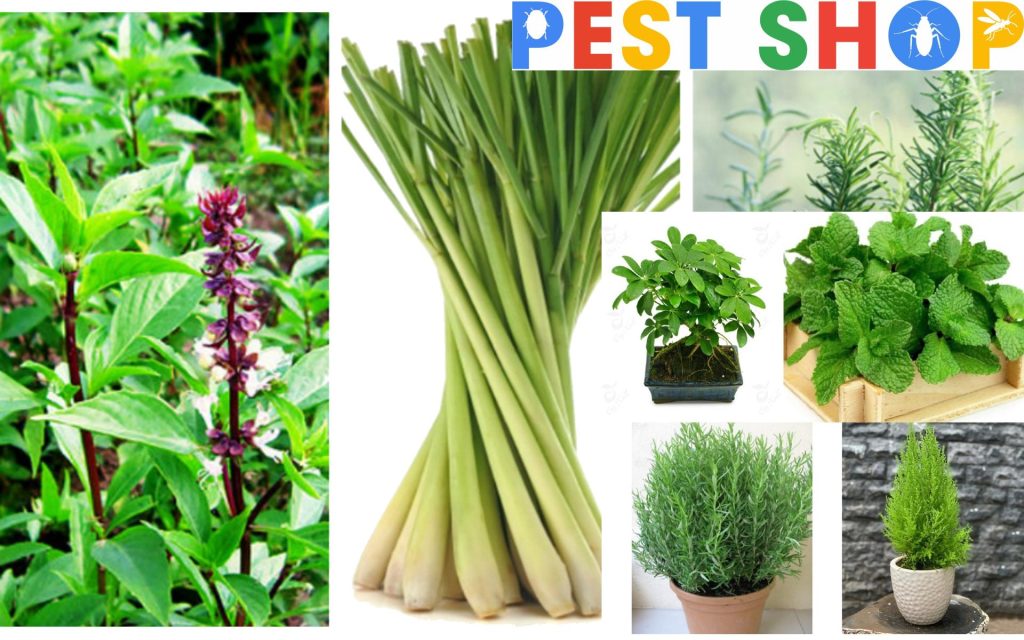 Pest Shop