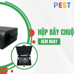 hộp bẫy chuột