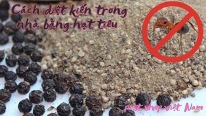 Cách diệt kiến trong nhà bằng hạt tiêu