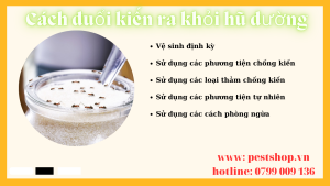 Cách đuổi kiến ra khỏi hũ đường