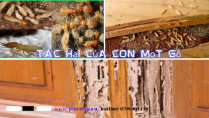 Tác hại của con mọt gỗ