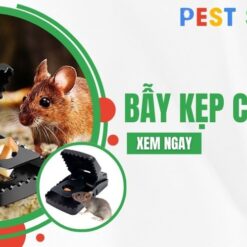 bẫy kẹp chuột