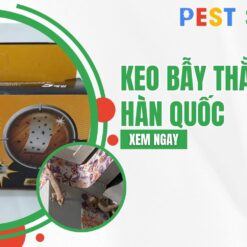 keo bẫy thằn lằn