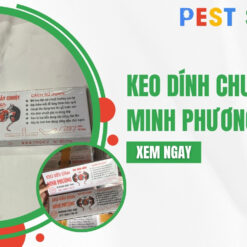 keo dính chuột minh phương
