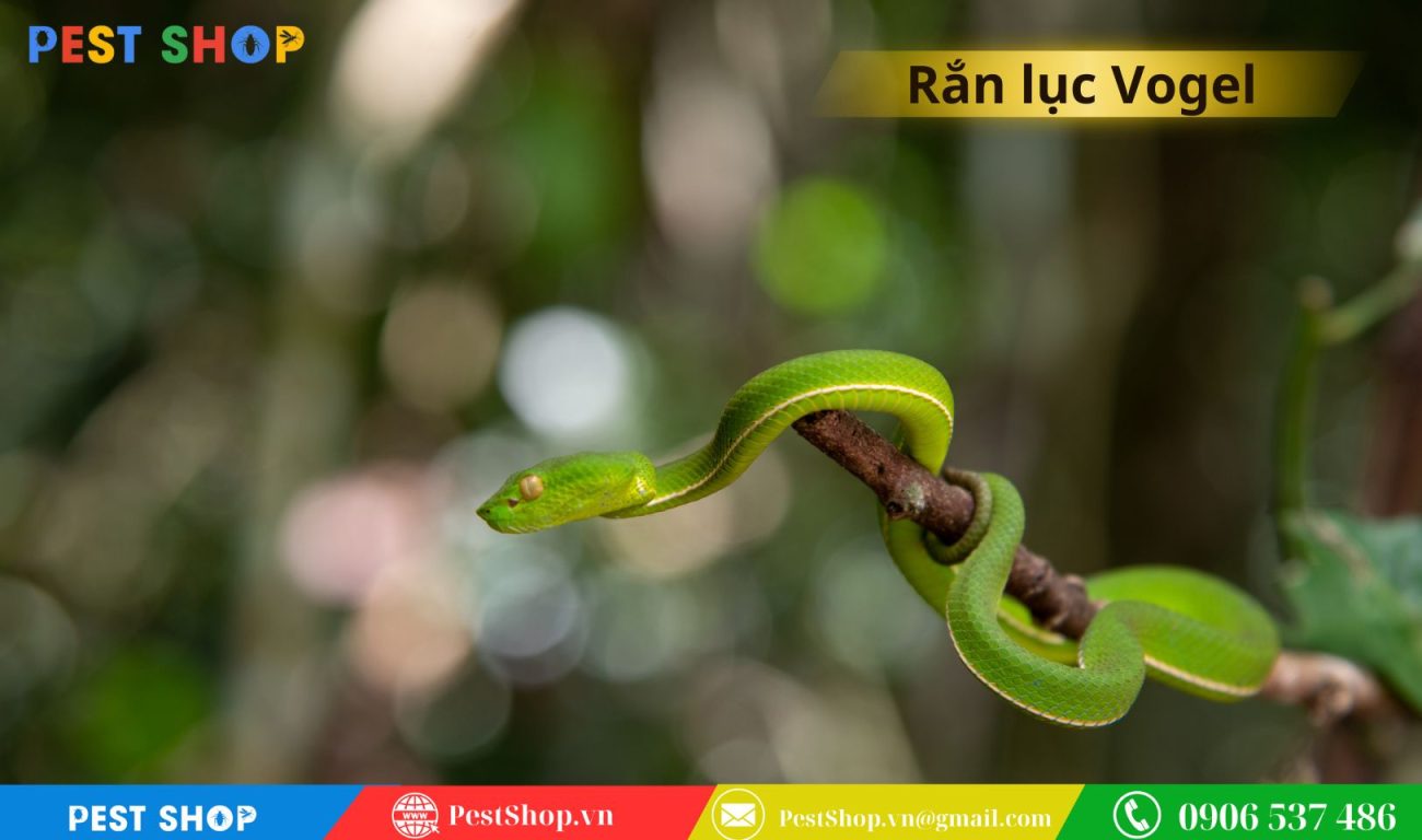 Rắn lục Vogel ( Còn có tên là rắn lục miền Nam)