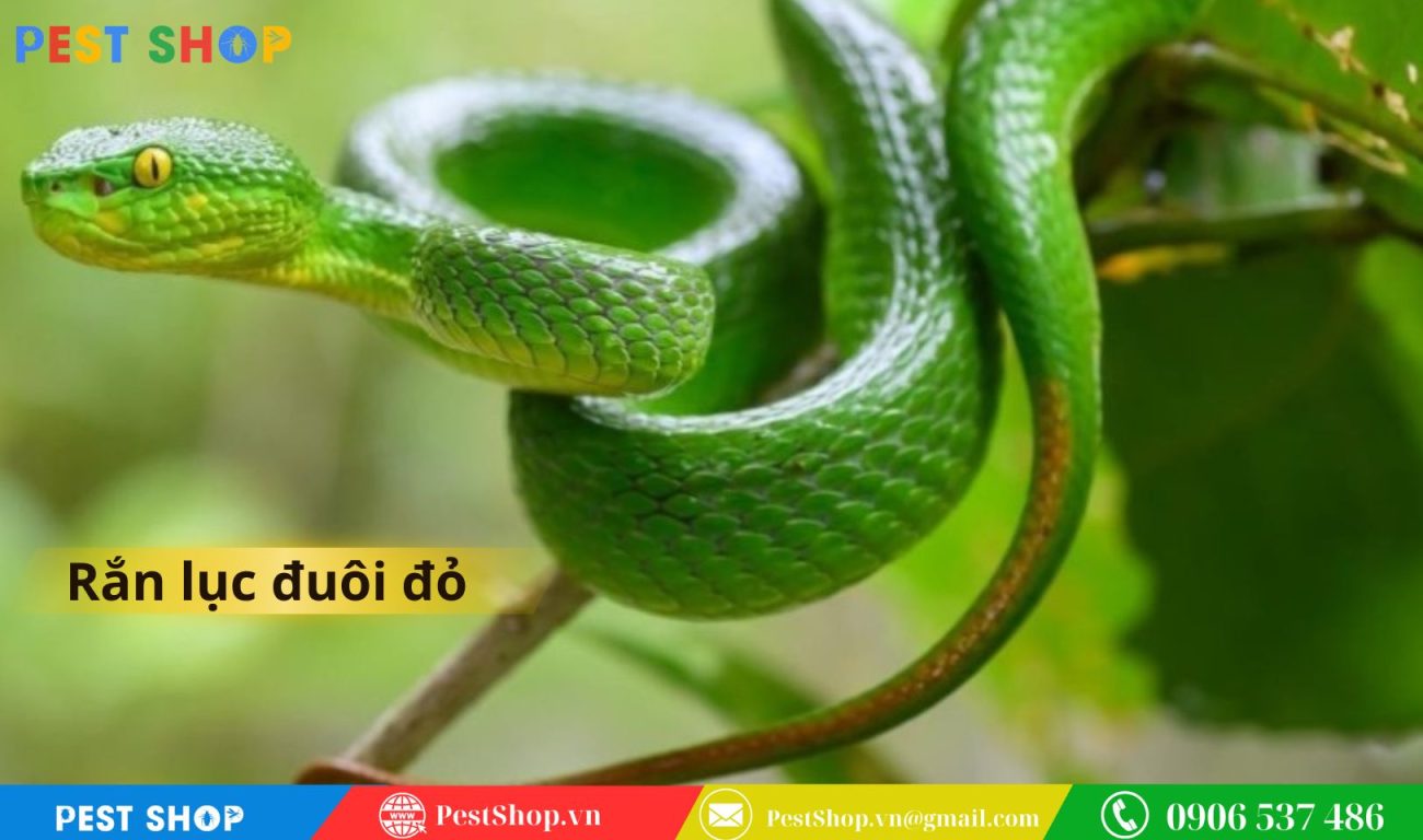 Rắn lục đuôi đỏ