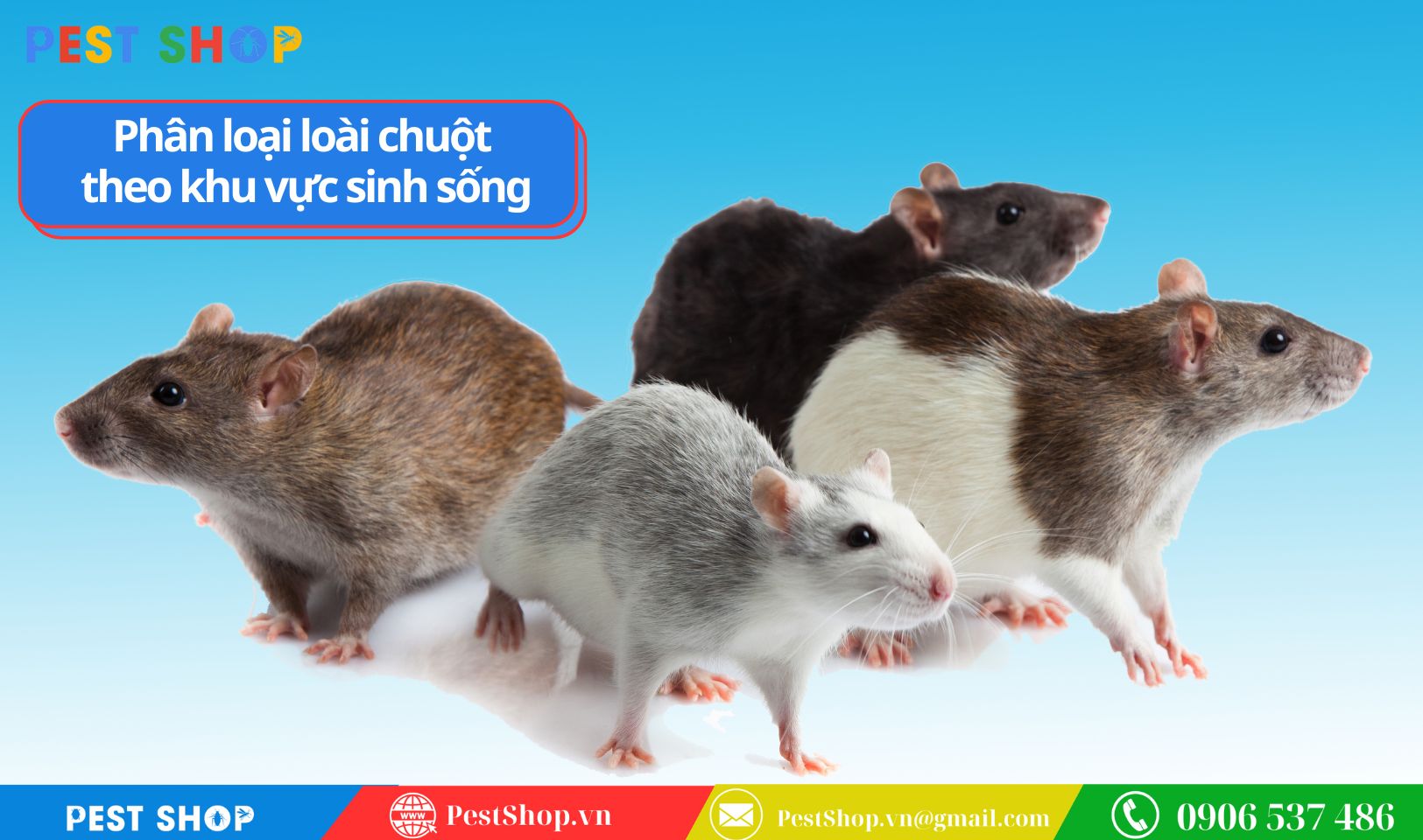 Phân loại loài chuột theo khu vực sinh sống