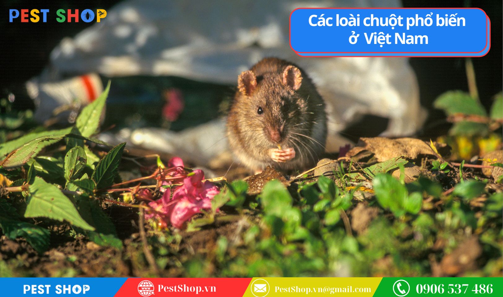 phan-loai-va-nhan-dang-cac-loai-chuot-pho-bien-nhat-o-viet-nam-3