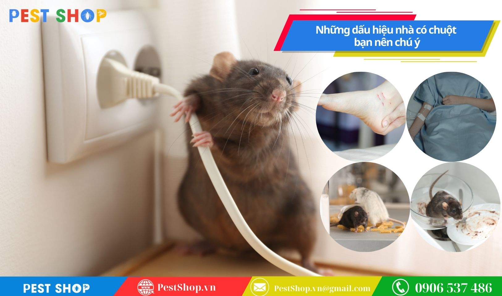 phan-loai-va-nhan-dang-cac-loai-chuot-pho-bien-nhat-o-viet-nam-4