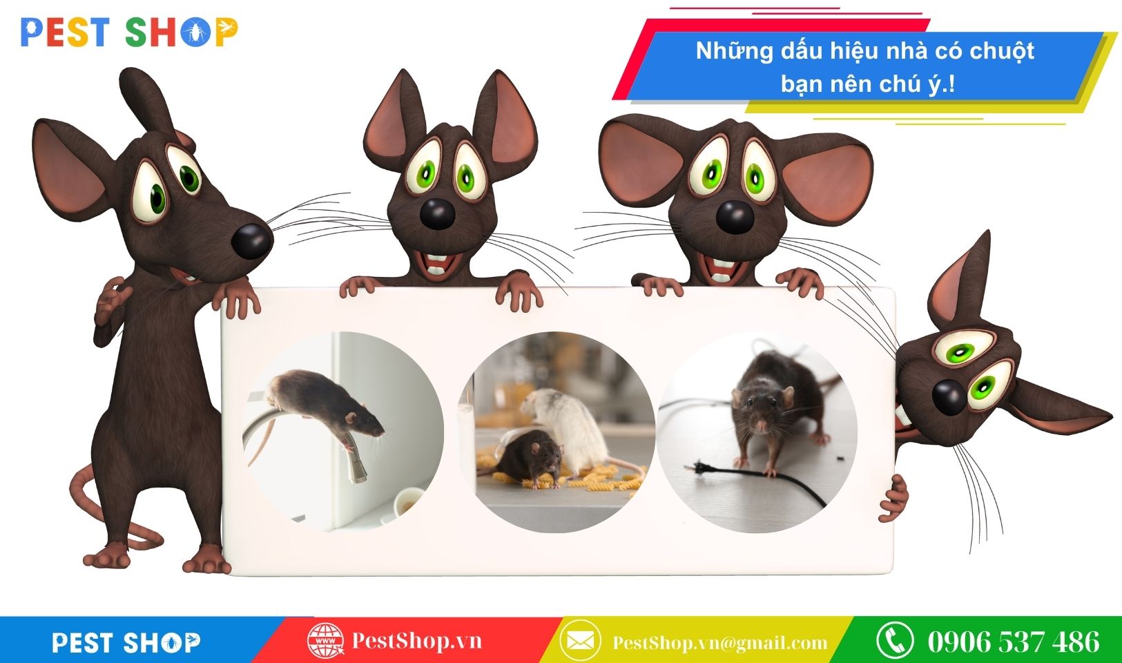 phan-loai-va-nhan-dang-cac-loai-chuot-pho-bien-nhat-o-viet-nam-4