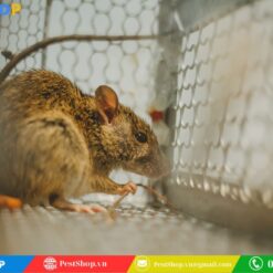 bẫy chuột sắt