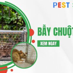 bẫy chuột sắt