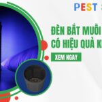 đèn bắt muỗi có hiệu quả không