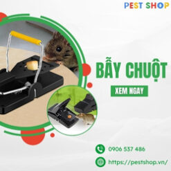 Bẫy chuột