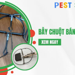 bẫy chuột bán nguyệt