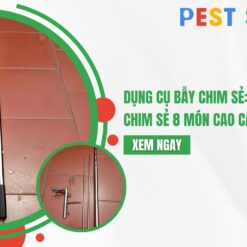 dụng cụ bẫy chim sẻ