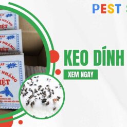 keo dính ruồi