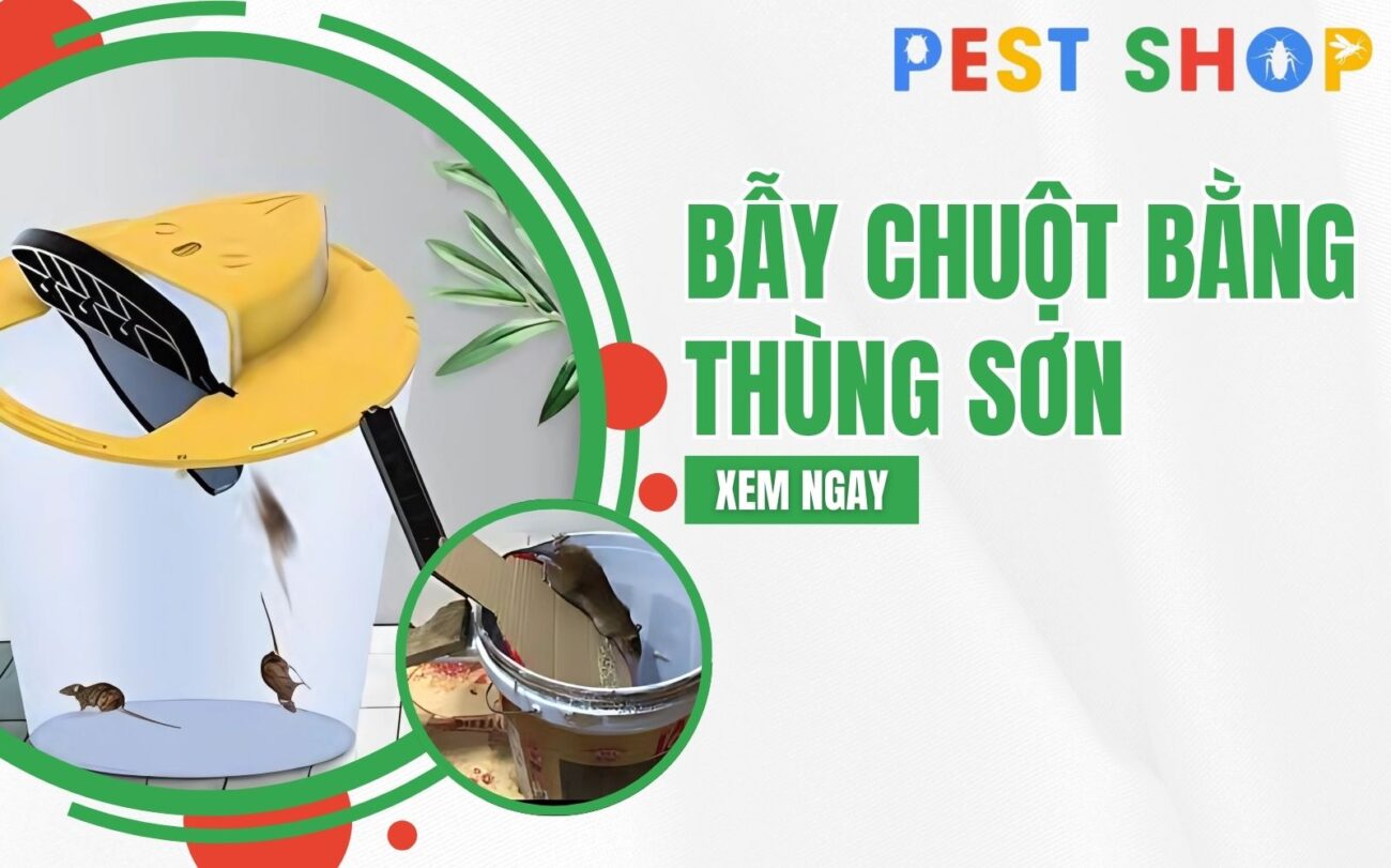 bẫy chuột bằng thùng sơn