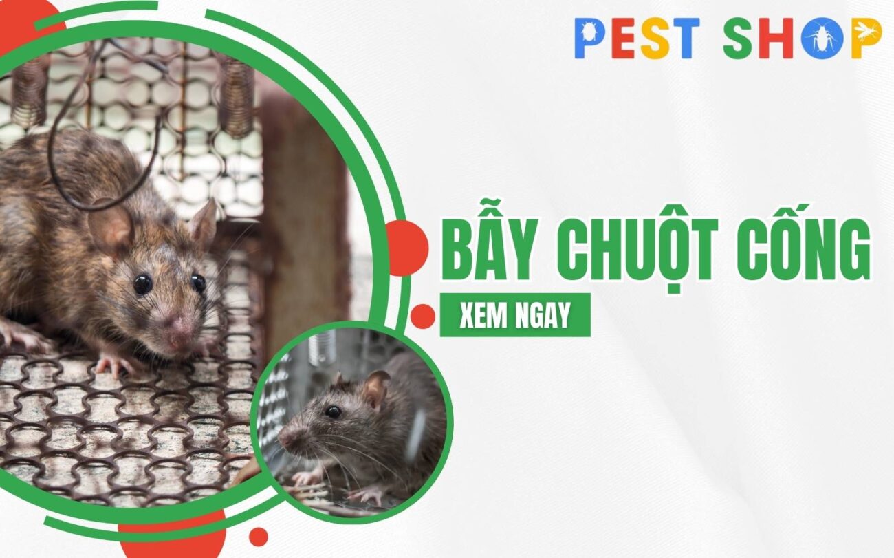 bẫy chuột cống