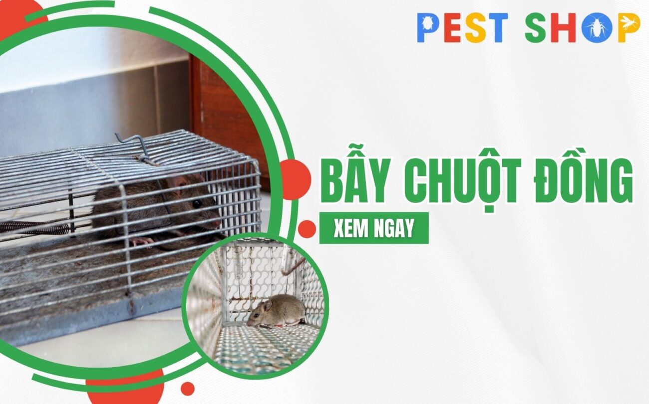 bẫy chuột đồng