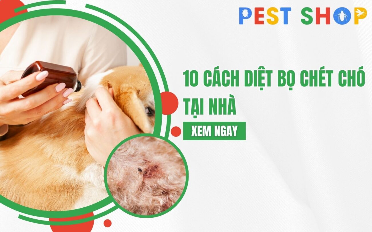 cách diệt bọ chét trên chó