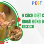 cách diệt chuột ngoài đồng