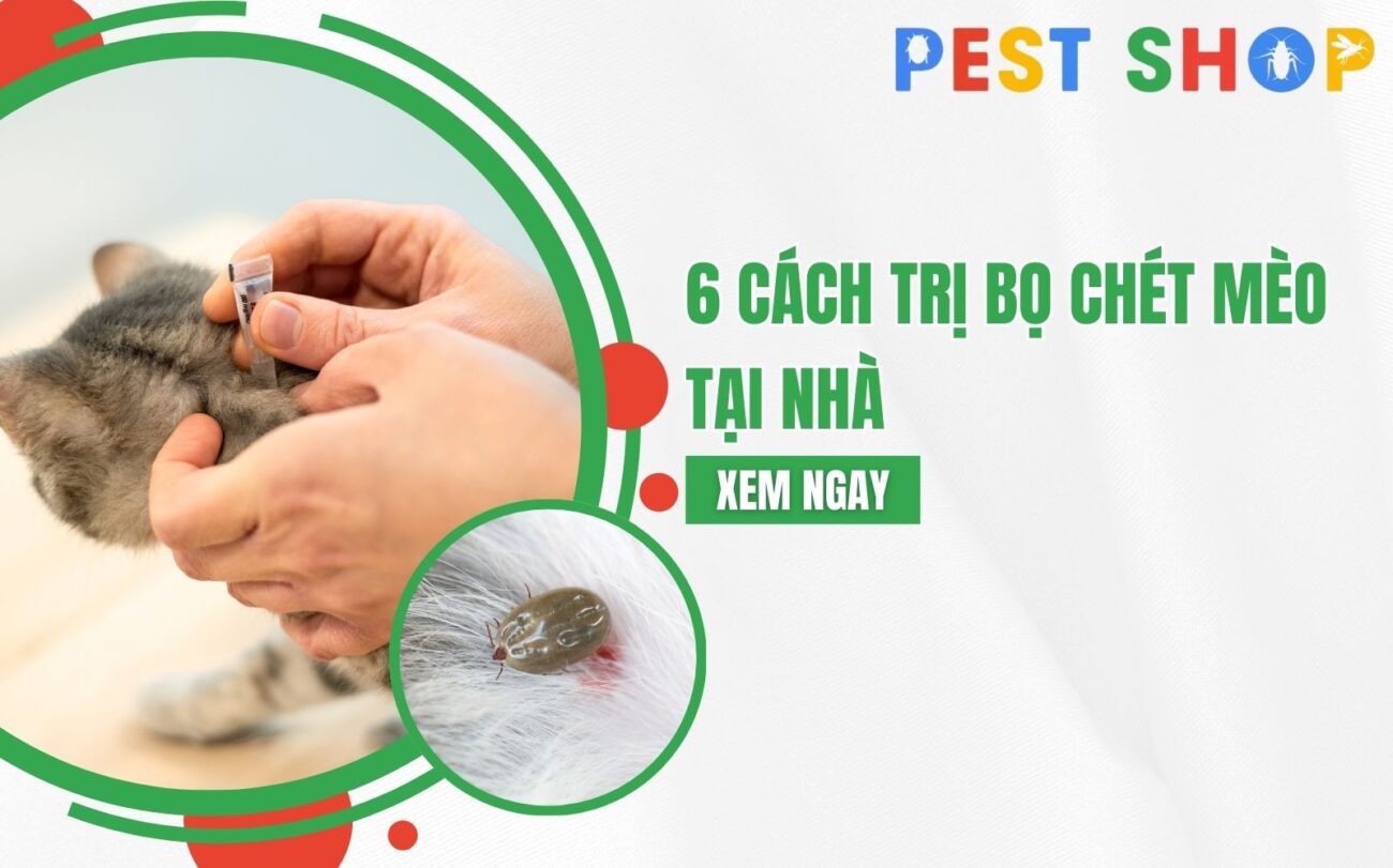 cách trị bọ chét cho mèo