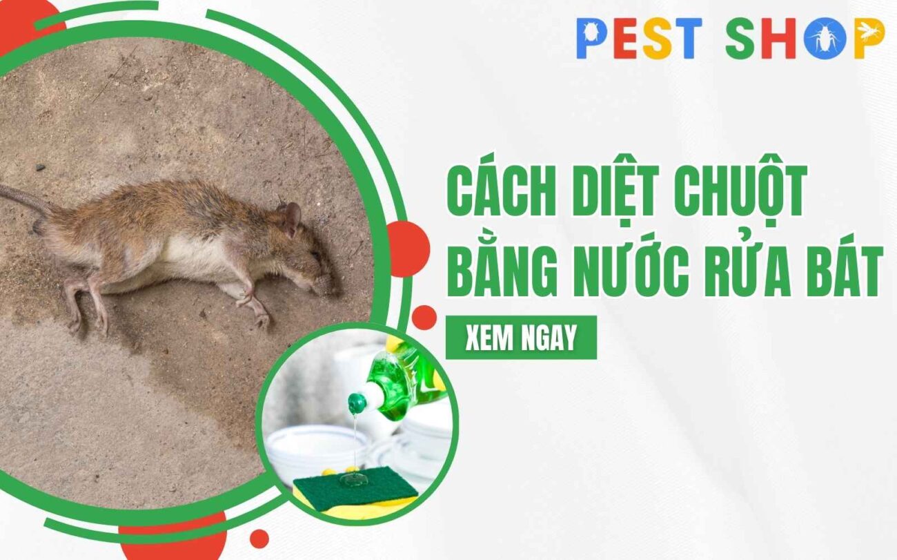 diệt chuột bằng nước rửa bát