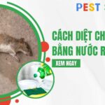 diệt chuột bằng nước rửa bát