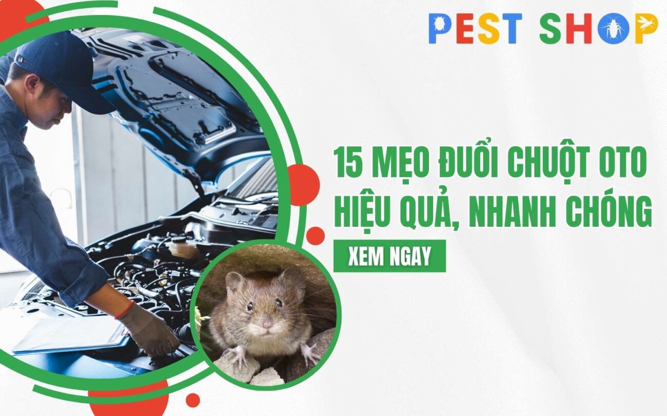 đuổi chuột oto