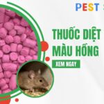 thuốc diệt chuột màu hồng